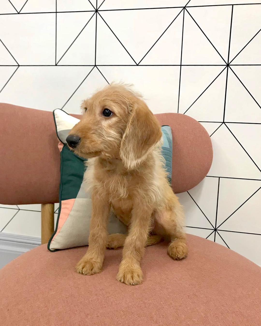 Do you have the cutest Wizu Workspace pooch