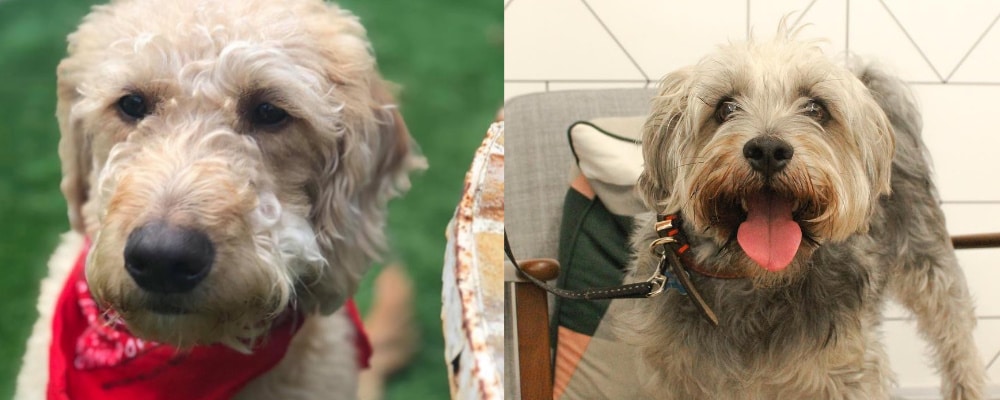 Do you have the cutest Wizu Workspace pooch? Are they good enough to win WUFTS?